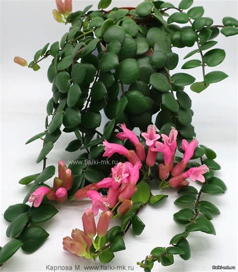 Эсхинантус Aeschynanthus Thai Pink купить в интернет магазине
