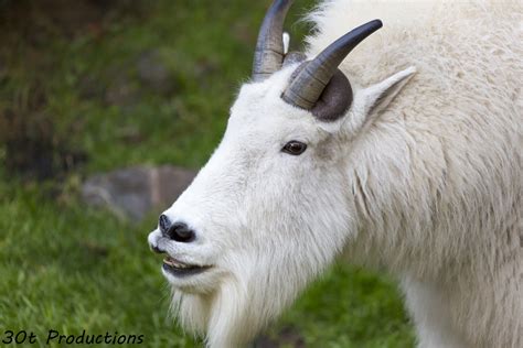 Rocky Mountain Goat Zoochat