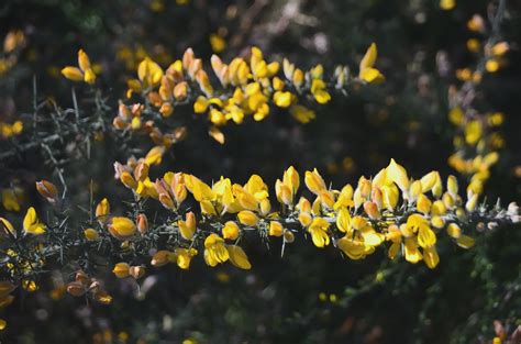 Flowers Of Genets Free Stock Photo Public Domain Pictures