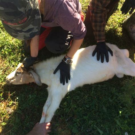 Chinese woman killing a goat : A Non-Hunter Explores The Experience Of Hunting