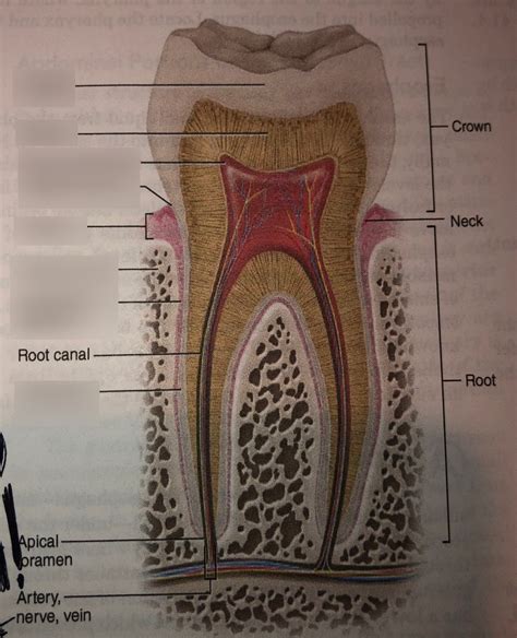 Tooth Diagram Quizlet
