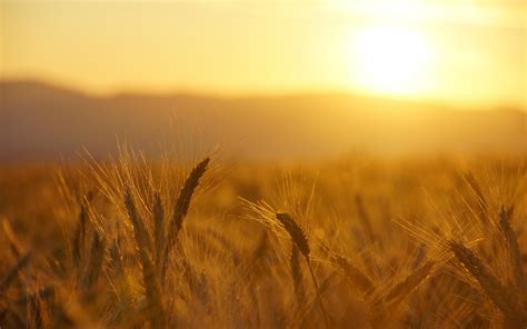 Wheat Macro Grass Field Sunrise Sunset Warm Wallpaper 1920x1200
