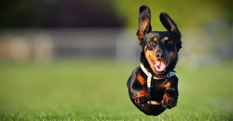6 Essential Tips For Great Action Shots Of Dogs Modern Lens Magazine