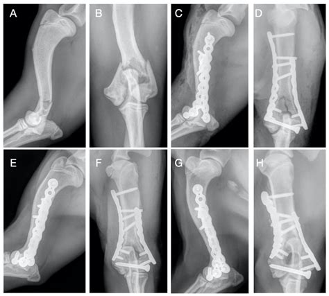 Veterinary Sciences Free Full Text Treatment Of Y T Humeral