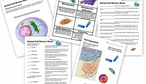 40 cells and cell organelles worksheet answers - Worksheet Master