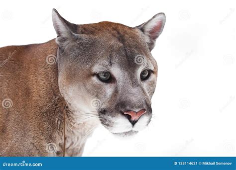Muzzle Cougar Close Up On A White Background Powerful Predatory Face