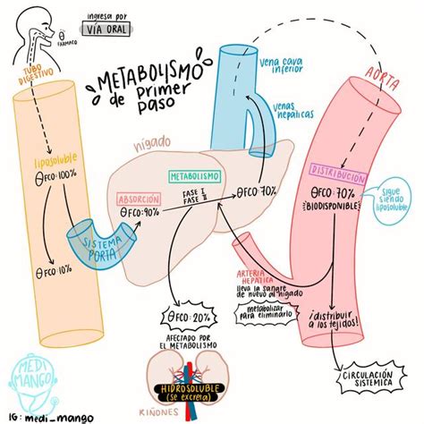 Metabolismo De Primer Paso Mini Gráfico Medimango Udocz