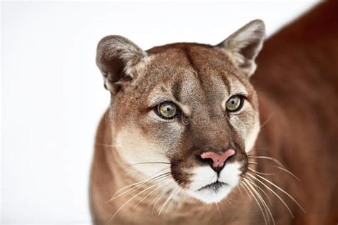 Beautiful Portrait Of A Canadian Cougar Mountain Lion Puma Panther