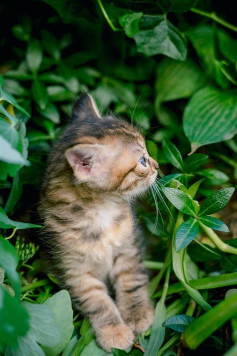 Cute Tabby Little Kitten In The Grass Stock Photo Image Of Look