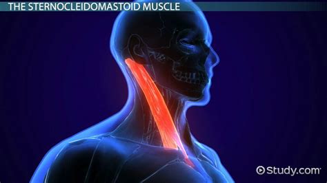 Sternocleidomastoid Muscle Action Origin And Insertion Lesson