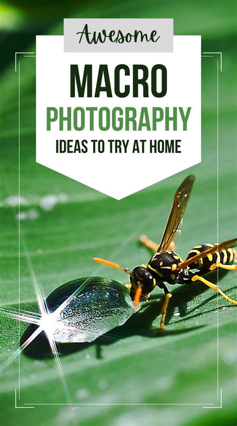 21 Awesome Macro Photography Ideas You Should Try Today Macro