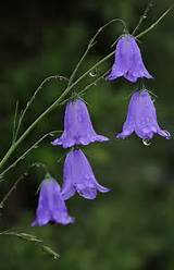Small Purple Bell Shaped Flowers Images