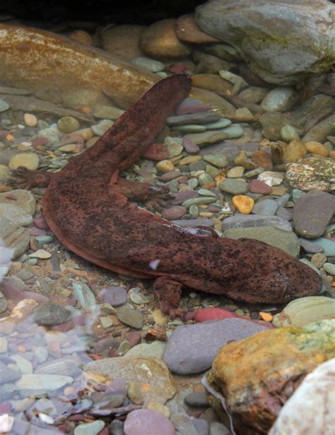 Worlds Largest Amphibian Discovered New Species Of Giant Salamander