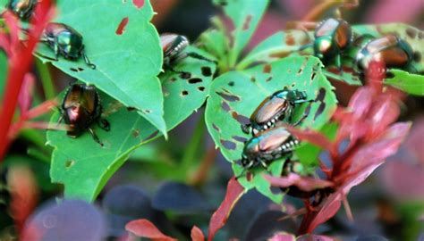 Information On Repelling Japanese Beetles And Their Grubs Blog