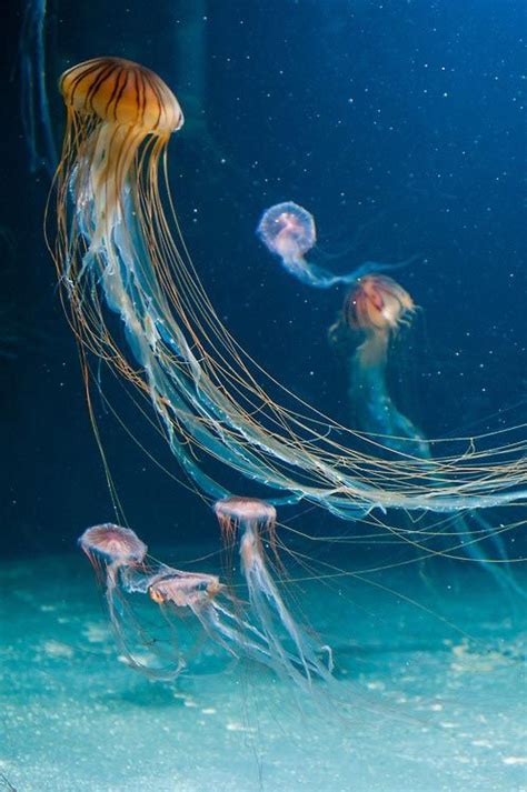 Most Beautiful Jellyfish We Belong To The Sea Pinterest