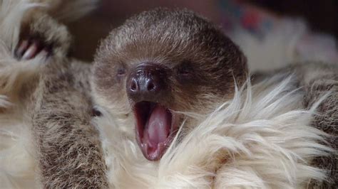 Baby Sloth Cuddles With Furry Friend Zooborns