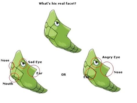 The Great Metapod Debate Angry Or Sleepy Meme Research Discussion