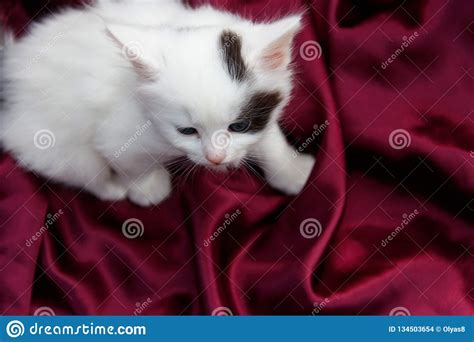 Cute Little Kitten On Purple Satin Cloth Stock Photo Image Of Cute