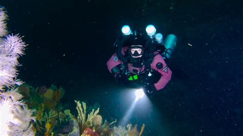citizen scientists film black corals at spectacular unexplored reef off tasmania s east coast