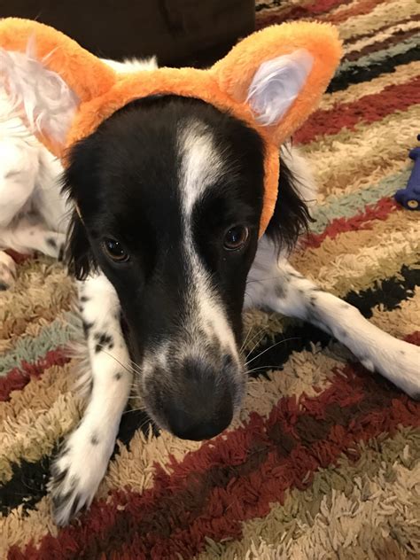 My Dog With Fox Ears Funny Dogs Top Funniest Dogs