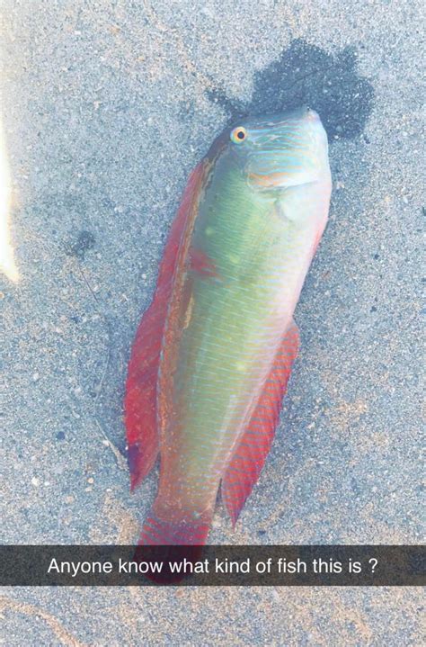 Need An Id Saltwater Fish Caught In Florida Rfishing