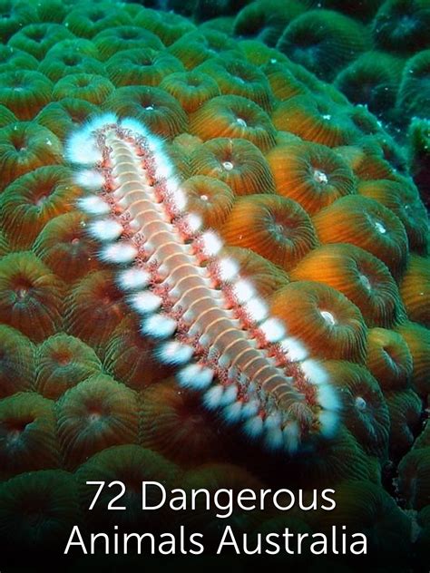 72 Dangerous Animals Australia Where To Watch And Stream Tv Guide