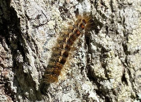Maines Ultimate Guide To Browntail Moths Browntail Moth Identification