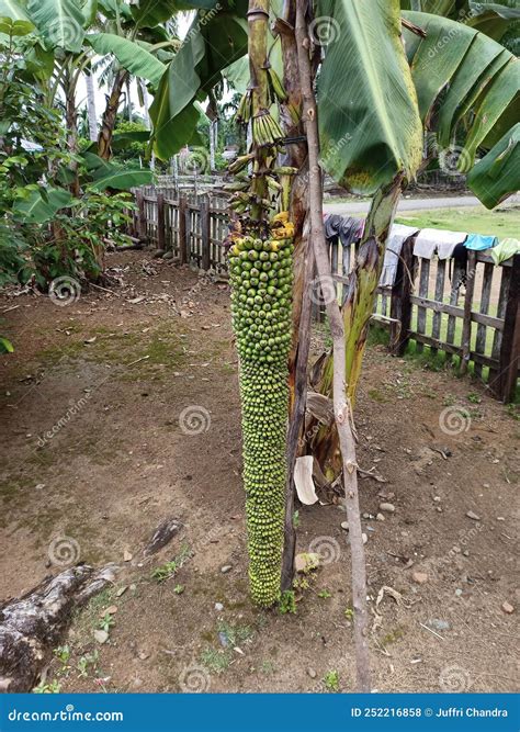 A Rare Banana Called The Thousand Bananas Stock Photo Image Of Called