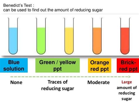 A Level Notes Aqa Biological Molecule Non Reducing