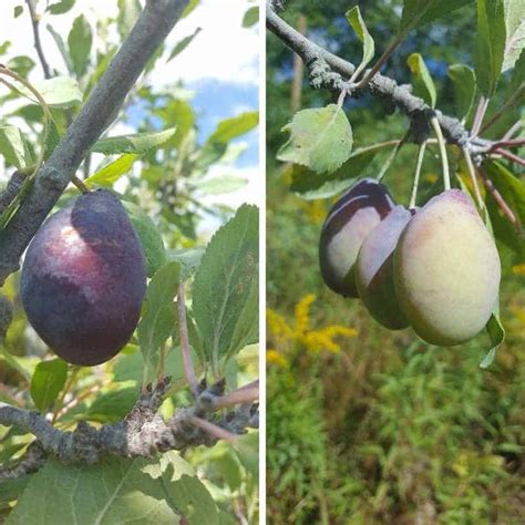 Fruit trees > plums > european > stanley. Stanley Plum Tree | Zones 4-9 | Winter Cove Farm