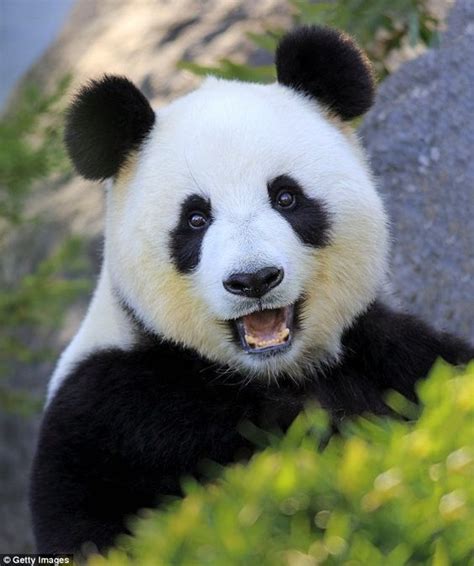 Giant Panda No Longer An Endangered Species China Says Daily Reuters