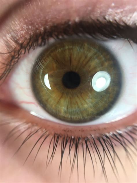 Dark Winter Eye Olhos Verdes Escuros Olhos Verdes Cores De Olhos
