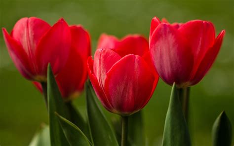 Red Tulips Wallpaper 1920x1200 51822