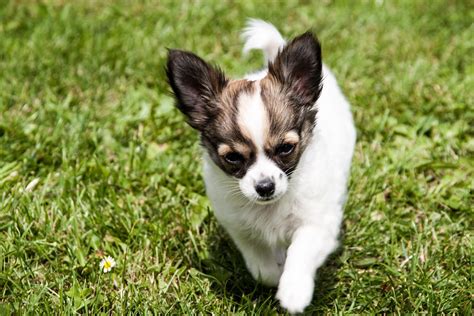 Gratis Billede Chihuahua Hvalp Dyr Hunde Unge Gratis Billede På