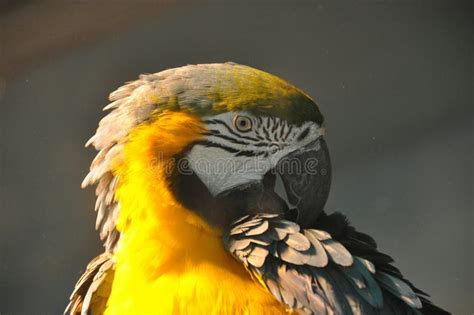 Yellow Parrot Portrait Stock Image Image Of Feathers 53904813
