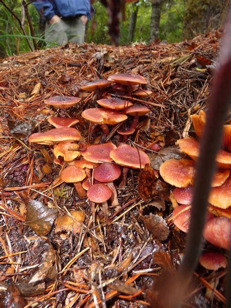 Gymnopilus Luteofolius Found Mushroom Hunting And Identification