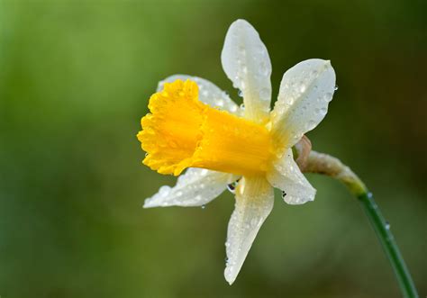 The Best Daffodils And Narcissi To Grow Your Garden Whether In Pots