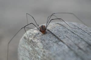Are daddy long legs the most poisonous spiders in the world? What Is the Most Poisonous Spider Native to New York?