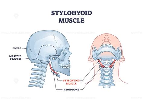 Stylohyoid Muscle With Human Neck And Throat Hyoid Bone Outline Diagram