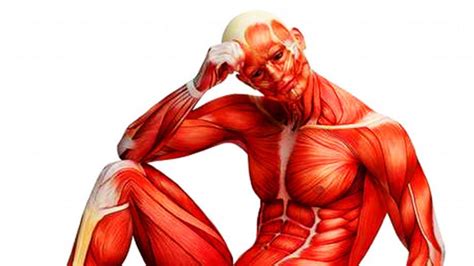 Cuales Son Las Partes De Los Musculos Del Cuerpo Humano Sistema