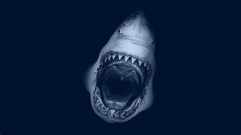 Shark Wallpapers Pictures Images