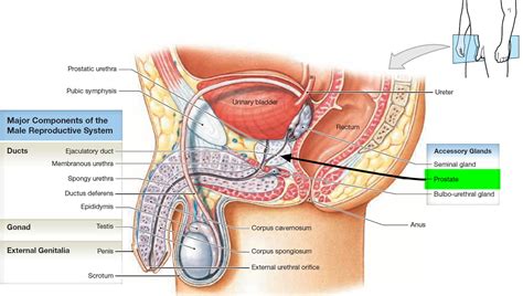 Prostate Gland Prostate Gland Location And Function