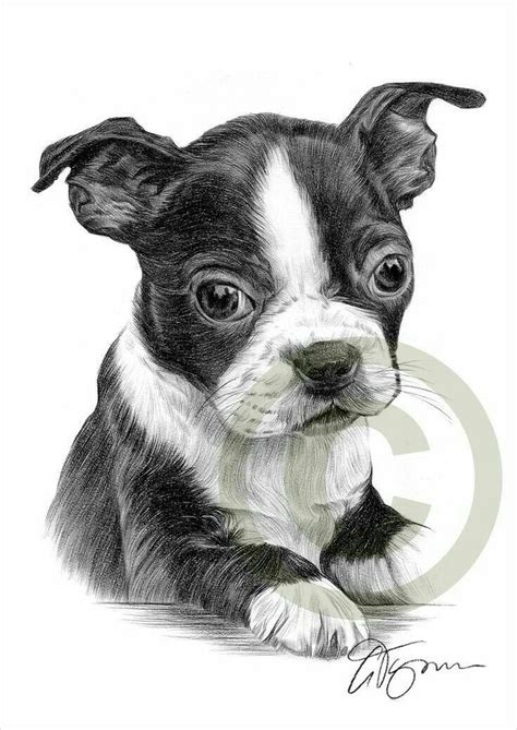 Pin By Linda Gaddy On Dog Art With Images Boston Terrier Art Puppy