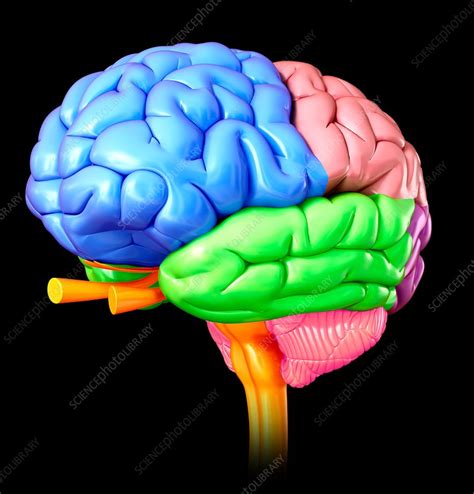 Human Brain Regions Illustration Stock Image F0179732 Science