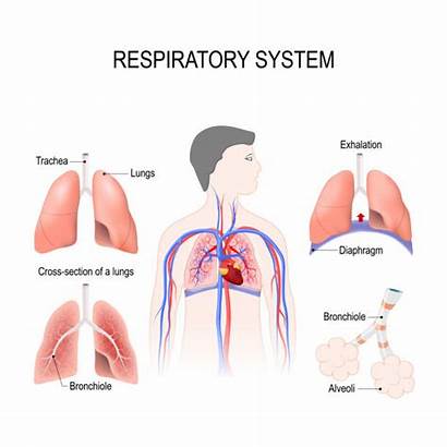 Respiratory System Clip Illustrations Vector