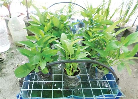 Maybe you would like to learn more about one of these? New in Kangkong and dragon fruit | Manila Bulletin ...