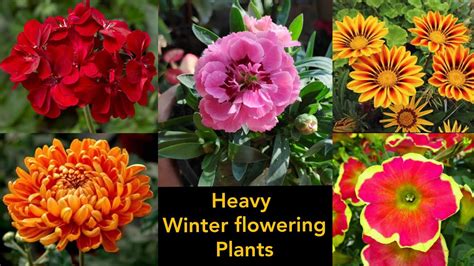 Best 10 Heavy Winter Flowering Plants अक्टूबर में लगा लीजिये सर्दियों