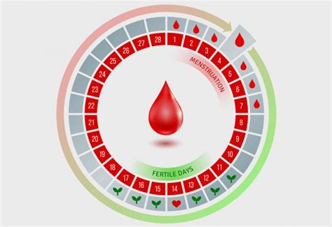 Understanding Your Fertile Window