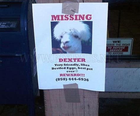Funniest Lost Found Pet Signs Fun