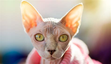 The Ultimate Guide On Sphynx Cat Facts And Origin 101 Cat Breeds Cat